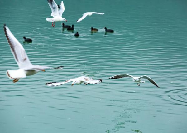 又到一年觀鳥季快來“鷗”遇我在龍灣湖畔等你