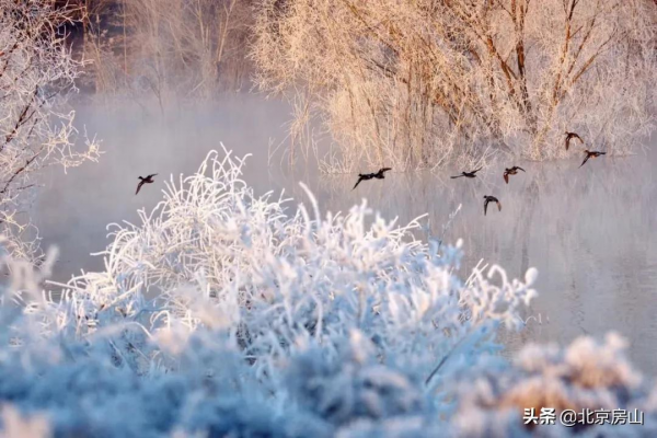 喜迎冬奧慶新春！美麗天鵝現身房山大石河！