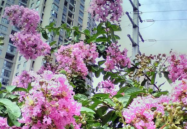 你喜歡紫薇花? 你喜歡紫薇花?