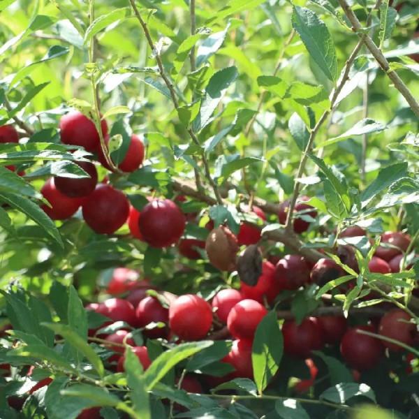 農村這種果子,俗稱“高鈣果”,想必許多北方的朋友都吃過 農村這種果子,俗稱“高鈣果”,想必許多北方的朋友都吃過