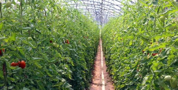 番茄為什麼會裂果？為什麼會出現縱裂和橫裂？如何高效避免裂果？