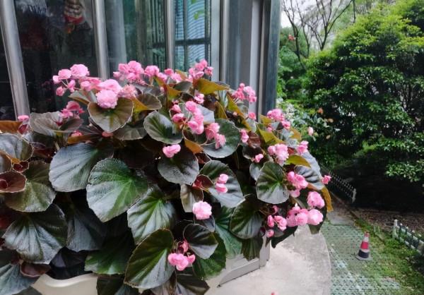 四季海棠不開花?做好3點,葉片多花也多,一直開,很鮮豔 四季海棠不開花?做好3點,葉片多花也多,一直開,很鮮豔