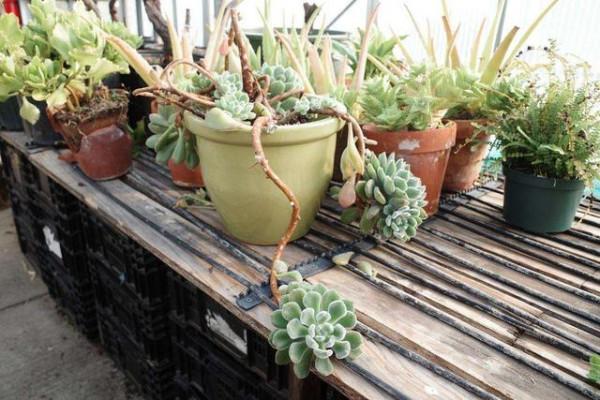 冬天養“多肉”，4件事是“關鍵”，做對了，肥嘟嘟顏色豔麗