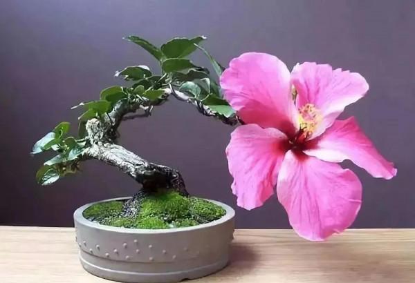 精美的袖珍盆景 精美的袖珍盆景