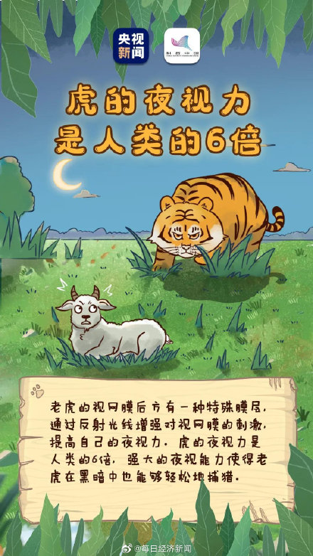 虎的夜視力是人類的6倍