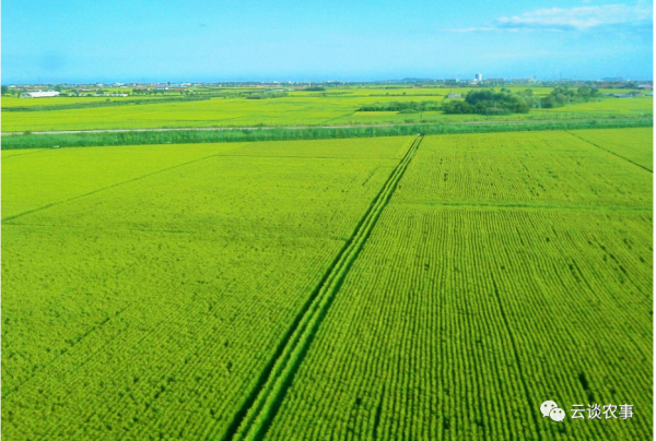 快看——稻田裡的那條魚