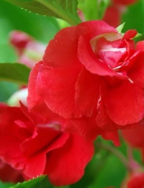 分享圖片，重瓣鳳仙花