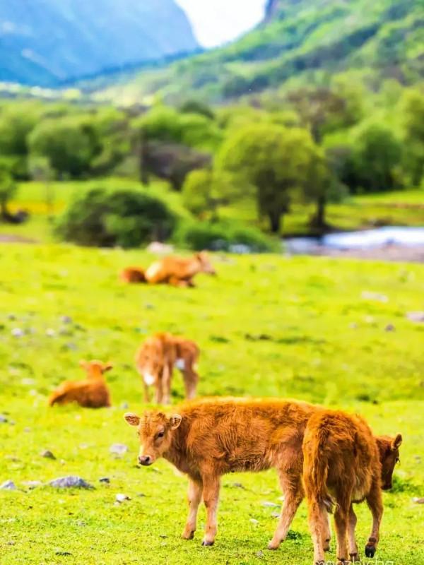 「甘海子」高山牧場,霧凇奇景 「甘海子」高山牧場,霧凇奇景