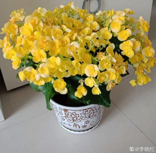 秋冬養盆麗格海棠,花朵像牡丹,有金玉滿堂好兆頭 秋冬養盆麗格海棠,花朵像牡丹,有金玉滿堂好兆頭