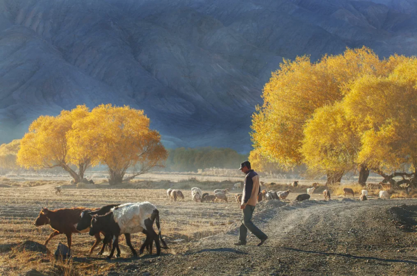 如果一年只能去一次南疆，千萬不要秋天去