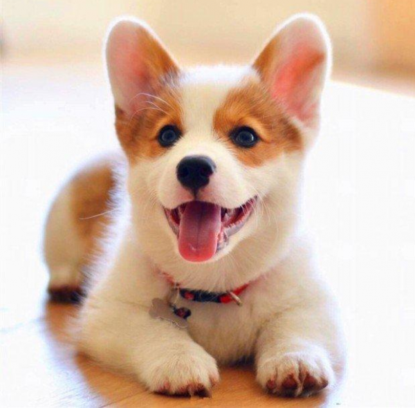 5種最好養的“漂亮狗”,給點吃的就能活,你都養過嗎? 5種最好養的“漂亮狗”,給點吃的就能活,你都養過嗎?