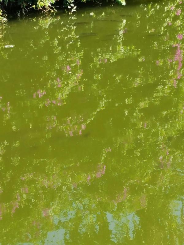 小小鯽魚竿竟能抗住2斤多泰鯪的強力衝擊