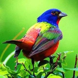 鳥的世界 鳥的天堂