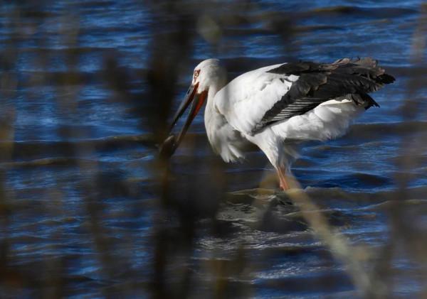 多圖 | 它們在濱城上空飛舞的樣子，美極了！