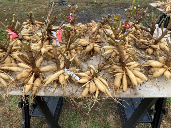 大麗花扦插方法，一盆變十盆，成活率100%