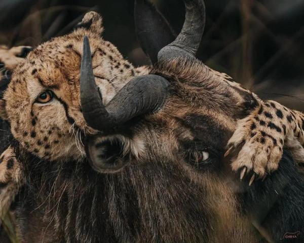 動物奇葩瞬間抓拍，真是無與倫比的美麗和奇異，讓人驚豔
