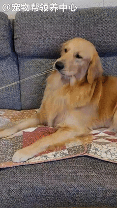 金毛和外婆搶伸縮繩，竟機智伸爪按住：你快鬆手！這是我的了