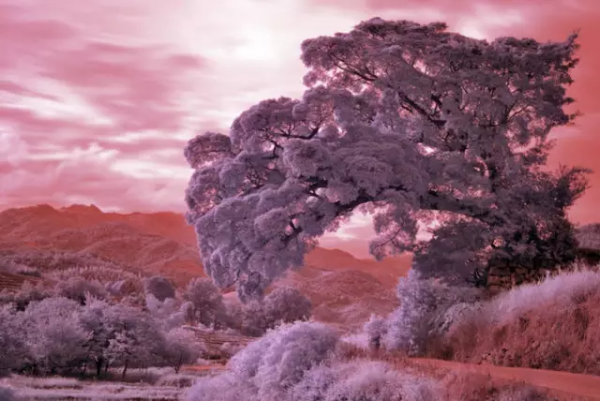 品,秋的味道 品,秋的味道