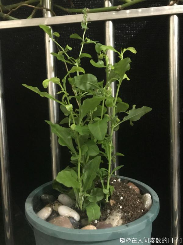 藍雪花?賞心悅目又降暑,夏季養花首選 藍雪花?賞心悅目又降暑,夏季養花首選