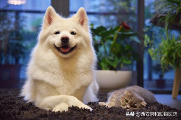 站住!不許動,把你家萌寵照片交出來 站住!不許動,把你家萌寵照片交出來