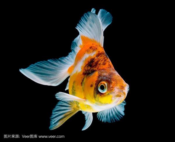 要想延年益壽,帶你去海底世界,欣賞一下美麗的珊瑚礁和珊瑚魚 要想延年益壽,帶你去海底世界,欣賞一下美麗的珊瑚礁和珊瑚魚