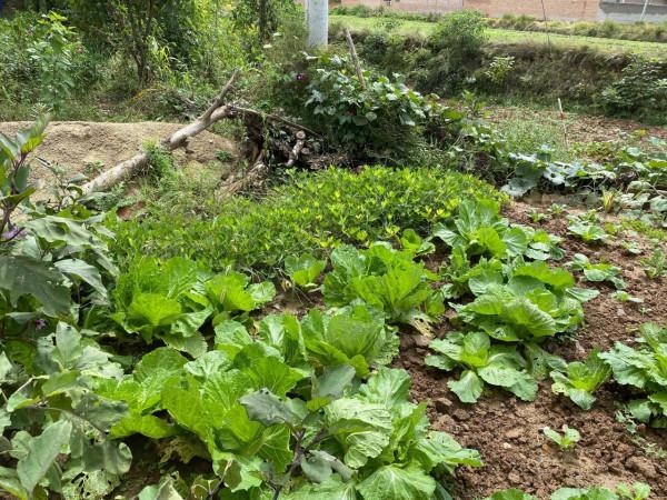 集團董事長高董種植的農作物給全國各地的朋友分享 集團董事長高董種植的農作物給全國各地的朋友分享