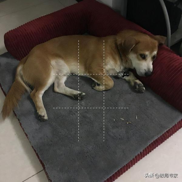 冬天土狗養殖要注意防寒保暖