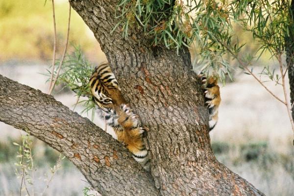 2003年，我國將2只華南虎送往非洲野化，為何至今也沒放歸野外？