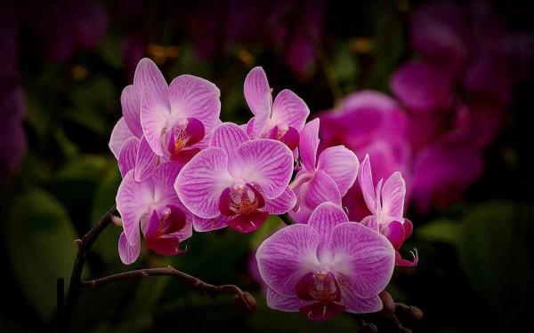 漂亮的蝴蝶蘭大全，顏色各異、姿態萬千