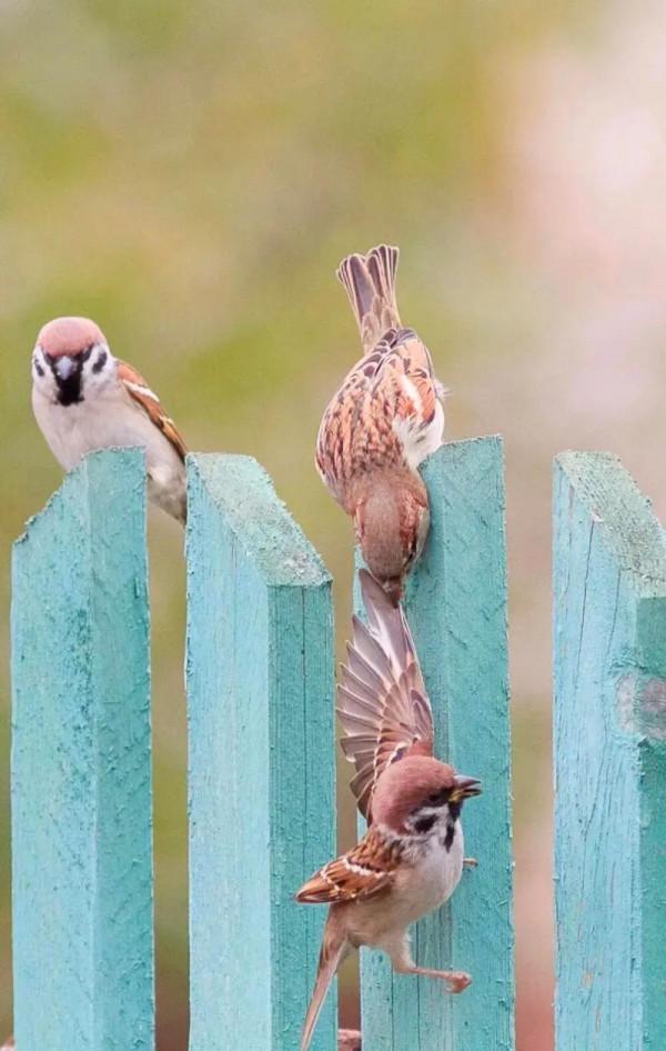 分享：抓拍動物精彩瞬間，驚豔絕倫，實為罕見