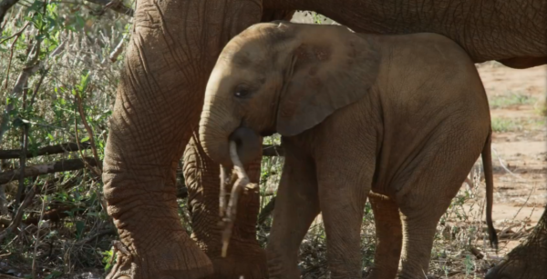 非洲特大旱災，動物屍橫遍野，50歲大象女王用智慧拯救族群