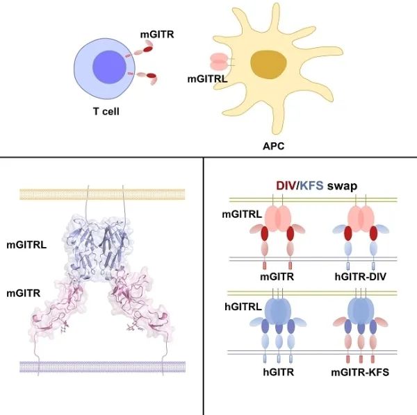 GITR/GITRL識別機制研究獲進展