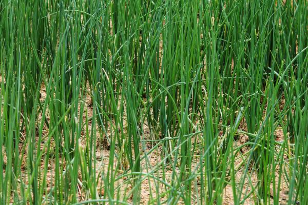 移栽大蔥，為何將蔥秧曬一曬再定植？難道趁鮮移栽不好嗎