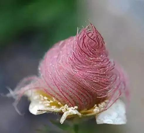 世界上100種奇花，你見過的有哪些