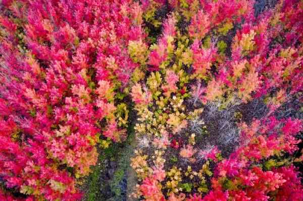 秋染太行山，楓葉如紅霞