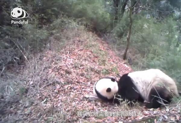 沙地年均縮減1980平方公里,動物從瀕危變易危,中國發布白皮書 沙地年均縮減1980平方公里,動物從瀕危變易危,中國發布白皮書