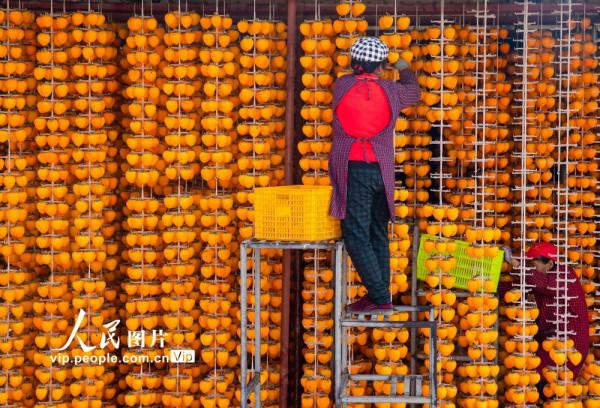 陝西富平：又是一年柿子紅