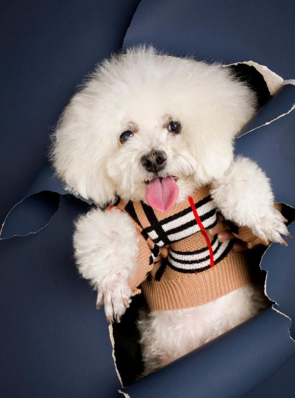 比熊犬：可以說是最好養的犬種之一，養一隻不後悔