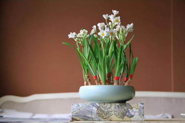 這9種花卉適應性強，各種抗性較高，適合在室內的環境中栽培