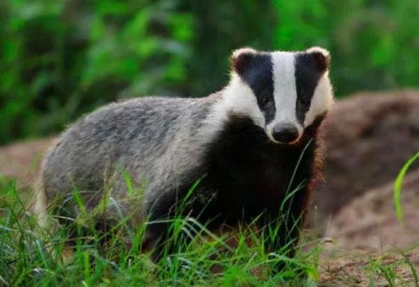 害堤生物鑑定 害堤生物鑑定