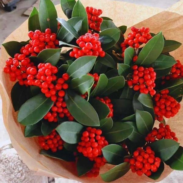 紅玉珠，顏值高，吉祥，有毒注意一下就ok了，就是價格高呀