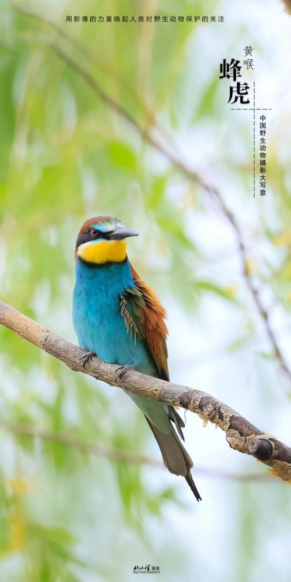 深冬,到新疆觀鳥,會有想不到的驚喜 深冬,到新疆觀鳥,會有想不到的驚喜