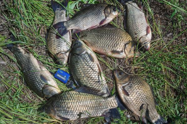 冬釣鯽魚爆護秘方無償分享,別再被別人忽悠了 冬釣鯽魚爆護秘方無償分享,別再被別人忽悠了