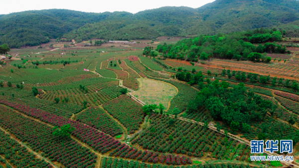 遇見雲南生物多樣性之美丨“春城”萬物生
