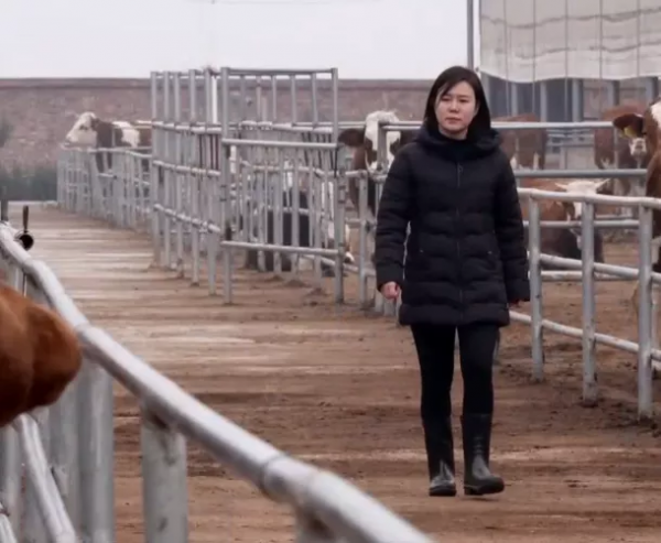 34歲河南美女，經營4個養殖場，養6千頭牛，年銷售額1.6億