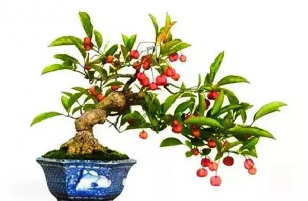 分享~~~小盆景 大世界 小巧玲瓏 精美絕倫 冬日裡一抹紅 美醉啦