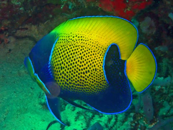 海生物272：藍肩神仙