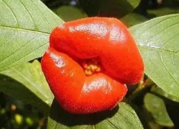 這是一種花，叫做嘴唇花，你們見過嘛？