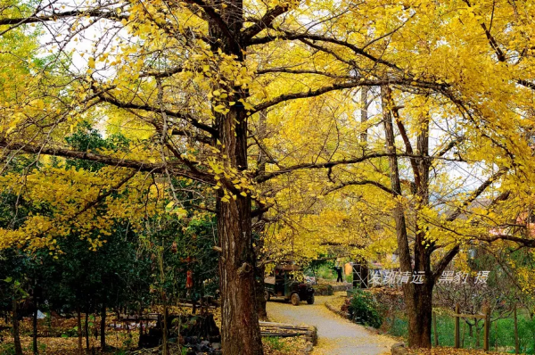 這裡才是銀杏的海洋，2021年廣西銀杏觀賞全攻略