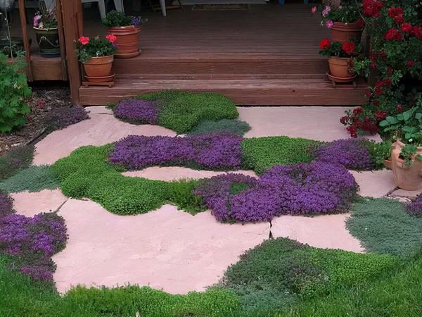 石頭縫裡這樣玩，它也可以成為庭院裡一道亮麗的景緻